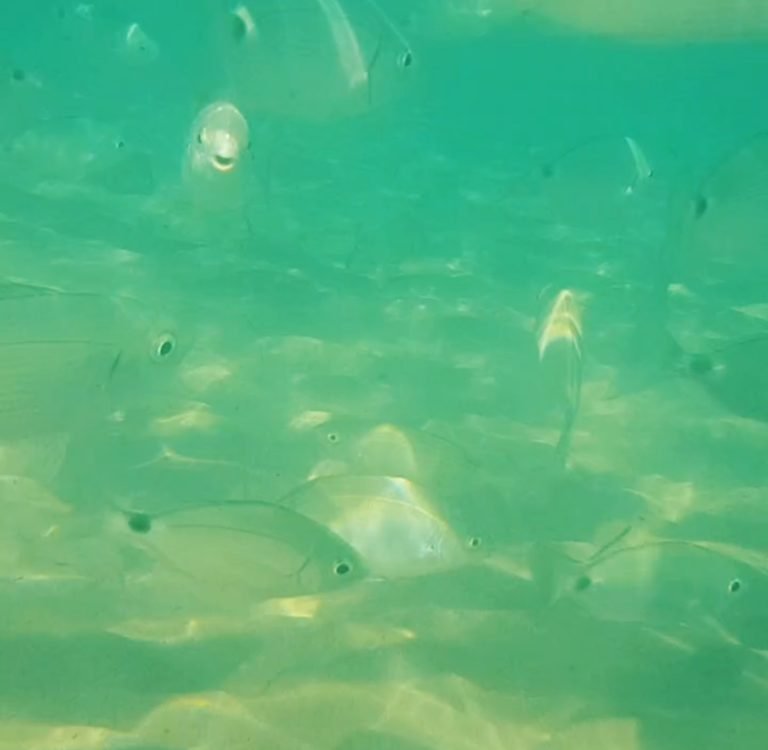 Underwater At Playa Cala Capitan