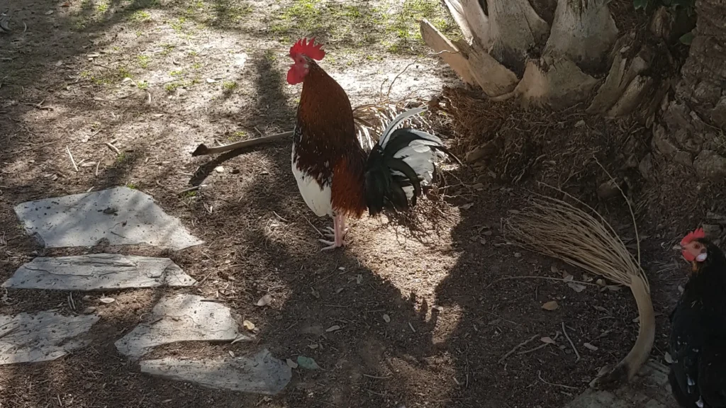 Parque de las Naciones Wild Chickens, Park of Nations Wild Chickens