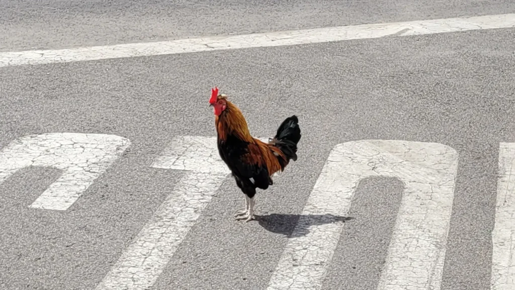 Station Park Torrevieja Chickens And Roosters